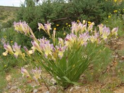 Gladiolus venustus when corms multiply